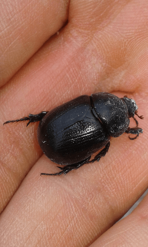 Pentodon bidens punctatus (Dynastidae)? S.